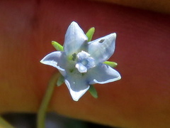 Wahlenbergia cernua