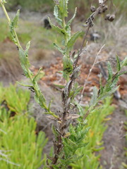 Senecio ilicifolius