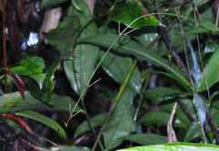 Desmoncus polyacanthos