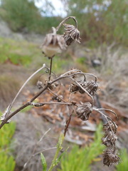 Senecio ilicifolius