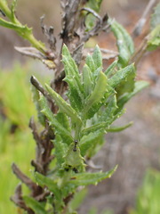 Senecio ilicifolius