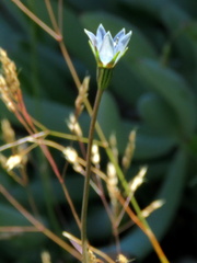 Wahlenbergia cernua