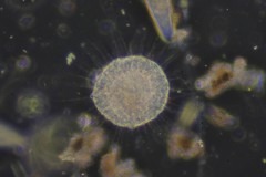 Actinosphaerium eichhornii