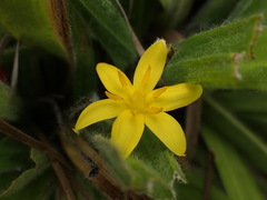 Hypoxis villosa