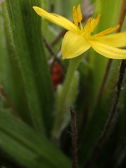 Hypoxis villosa