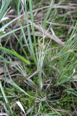 Carex heleonastes