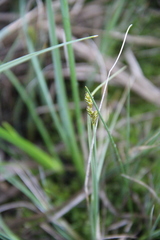 Carex heleonastes