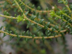 Agathosma apiculata