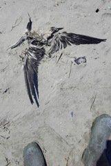 Onychoprion fuscatus