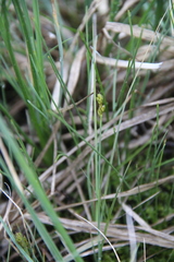 Carex heleonastes