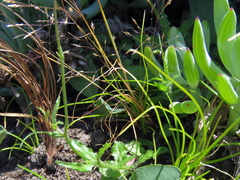 Wahlenbergia cernua