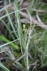 Carex heleonastes