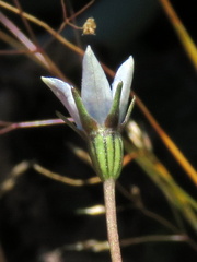 Wahlenbergia cernua
