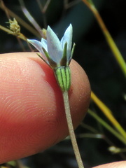 Wahlenbergia cernua