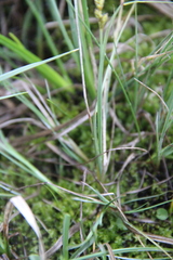 Carex heleonastes