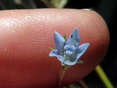 Wahlenbergia cernua