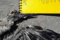 Onychoprion fuscatus