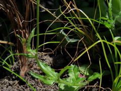 Wahlenbergia cernua