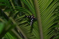 Androloma disparata