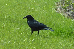 Corvus corone