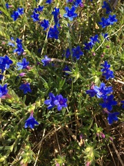 Glandora diffusa
