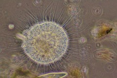 Actinosphaerium eichhornii