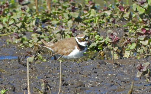 Chorlitejo chico (Charadrius dubius)