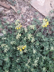 Lotus cytisoides