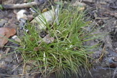 Carex remota