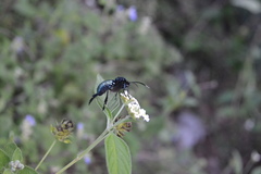 Macrocneme chrysitis