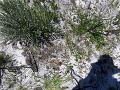 Aspalathus retroflexa retroflexa