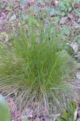 Festuca heterophylla
