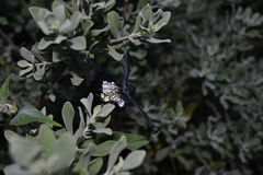 Macrocneme chrysitis