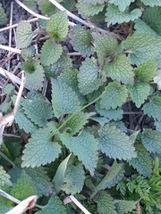 Lamium album