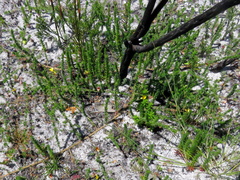 Aspalathus retroflexa retroflexa