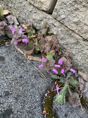 Lamium purpureum