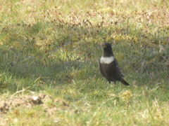Turdus torquatus torquatus
