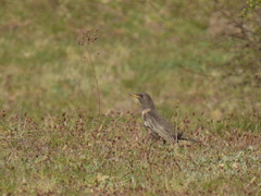 Turdus torquatus torquatus