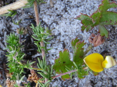 Aspalathus retroflexa retroflexa