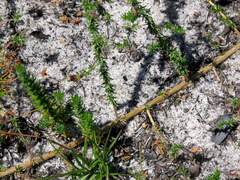 Aspalathus retroflexa retroflexa