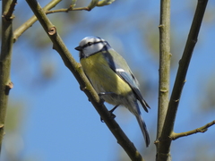 Cyanistes caeruleus