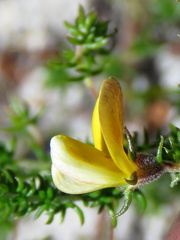 Aspalathus retroflexa retroflexa