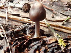 Mycena plumipes
