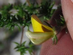 Aspalathus retroflexa retroflexa