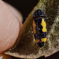 Ptosima gibbicollis
