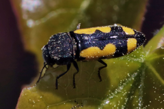 Ptosima gibbicollis