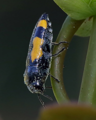 Ptosima gibbicollis