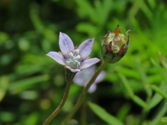 Wahlenbergia cernua