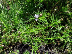 Wahlenbergia cernua
