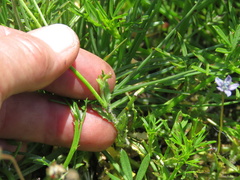 Wahlenbergia cernua